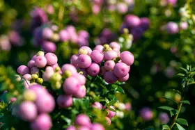 De geheimen van de Gaultheria