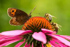 Tuinieren zonder afval: zero-waste principes toegepast op buitenleven