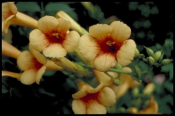 Bignoniaceae