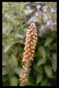 Scrophulariacea
